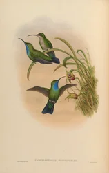 Campylopterus phainopeplus